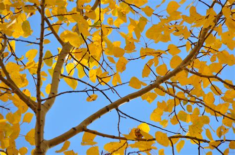 1024x768 wallpaper | yellow leaf tree | Peakpx