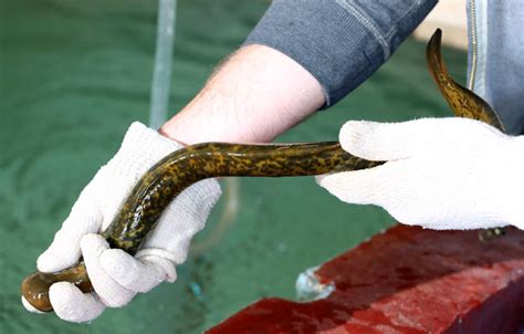 Ohio Birds and Biodiversity: Sea Lamprey