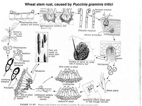 PPT - Basidiomycetes PowerPoint Presentation - ID:726424