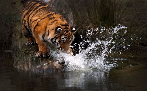 Tiger splashing water HD wallpaper | Wallpaper Flare