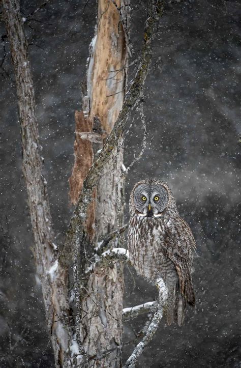 Perched Owl - Cool Wildlife