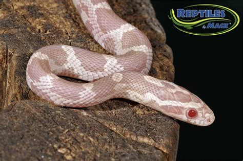 Corn Snake Care Sheet – Reptiles by Mack