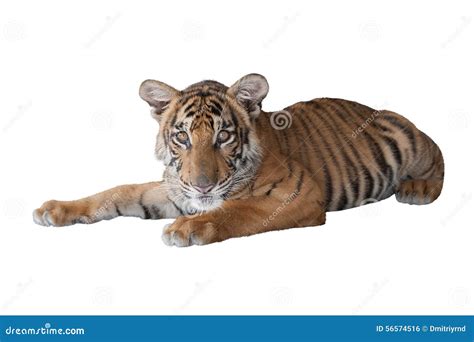 Lying tiger cub stock photo. Image of front, carnivore - 56574516