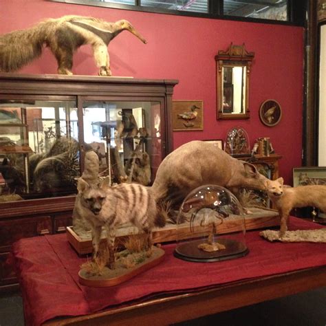 The Ministry of Curiosity: Taxidermy at the Morbid Anatomy Museum