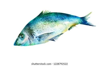 Tuna Fish Watercolor Illustration On White Stock Illustration 1417184453