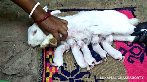 BABY RABBITS FEEDING MILK FROM THEIR MOTHER - YouTube