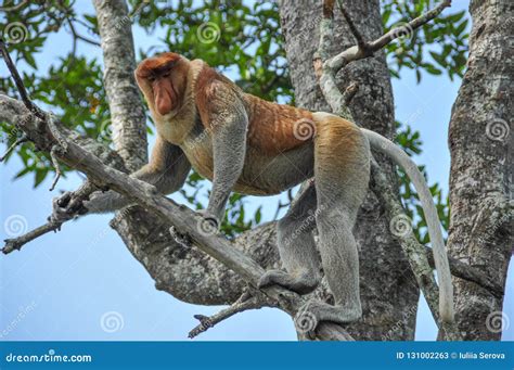 Proboscis monkey on Borneo stock image. Image of monkey - 131002263