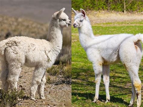 What’s the Difference Between Llamas and Alpacas? | Britannica