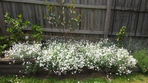 Snow in Summer- Silver Carpet seeds | The Seed Collection