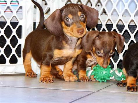 Dachshund Puppies For Sale Houston