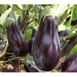 Brinjal Variety Name - Taka Vegetable