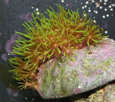 Green Star Polyps - Reef Aquarium - Gil Smolinski | Green, Polyp, Coral