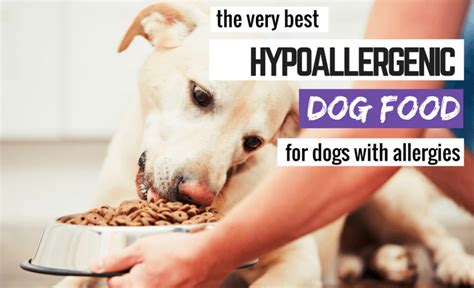 7 Best Hypoallergenic Dog Foods + What to Feed a Dog With Allergies