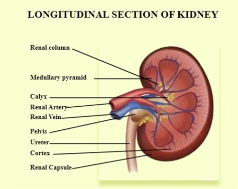 Kidney Frontal Section Labeled Diagram