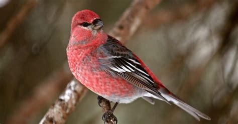 Types of Red Birds - A-Z Animals