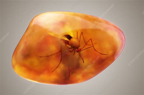 Mosquito in Amber, artwork - Stock Image - C020/6766 - Science Photo Library