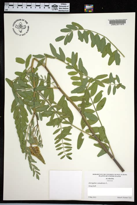 Astragalus canadensis - Species Page - APA: Alabama Plant Atlas