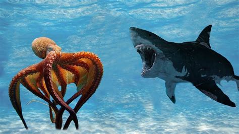 Incredible Fight! Mega Shark Vs Giant Octopus | National Geographic | Mega shark, Giant octopus ...