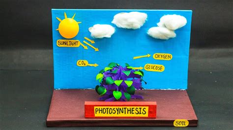 Biology Science Fair Projects - YouTube