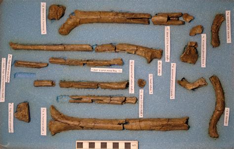 Ancient Homo fossils discovered in Kenya | Turkana Basin Institute