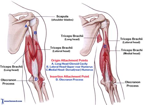 Triceps Brachii Muscles - the muscles used to straighten your arm