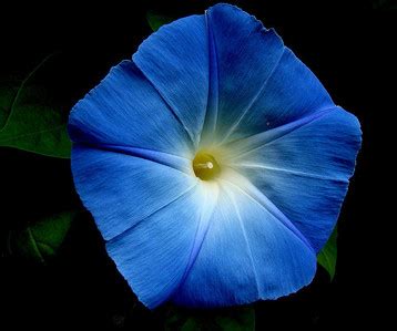 Blue Morning Glory - Flowers Photo (30709745) - Fanpop