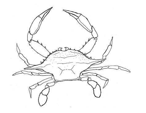 N’East Illustrated: Chesapeake Bay Blue Crab | N'East Style on WordPress.com | Crab art, Line ...