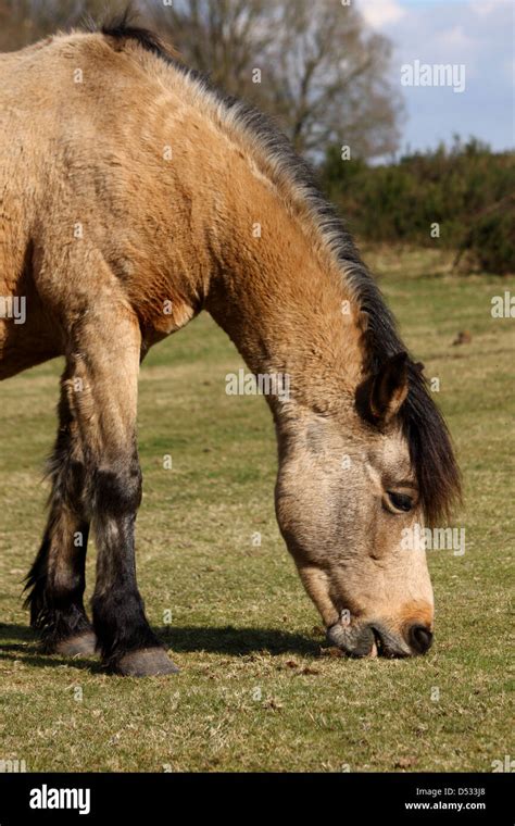 New Forest Pony Stock Photo - Alamy