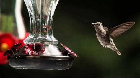 Best Placement For Hummingbird Feeder - Hummingbirds Info