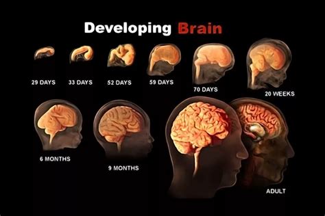 What are the 7 stages of Brain Development - NJPNI