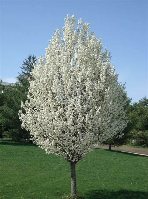 Buy Cleveland Pear Trees & Pear Plants Online | Pixies Gardens