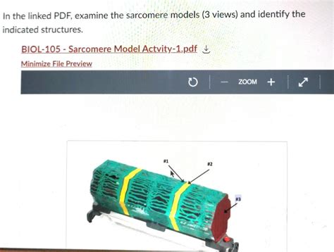 Solved In the linked PDF, examine the sarcomere models (3 | Chegg.com