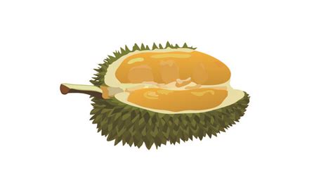 Simple Flat Painting Fengqi Food Durian MG Animation Video AEP Template Free Download - Pikbest