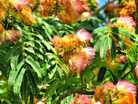 How to Grow a Mimosa Tree - Gardening Channel