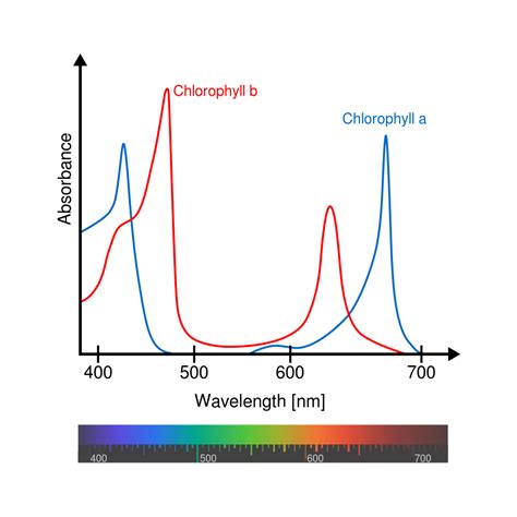 How Light Spectrum Influences Plant Growth