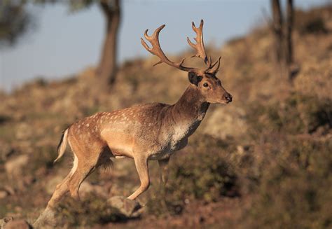 New fallow deer releases in Rhodope Mountains advance natural process recovery | Rewilding Europe