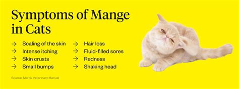 Cat Mites Symptoms