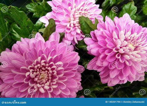 Pink and Purple Chrysanthemums. Chrysanthemum Wallpaper. Floral Background Stock Photo - Image ...