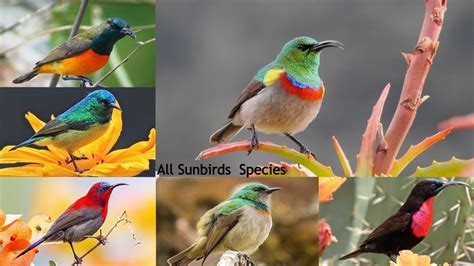 All Sunbird Species / Types of Sunbird / sunbird / Spiderhunters - YouTube