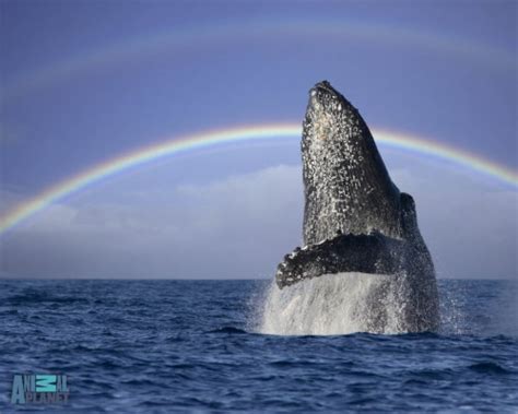 Hump Back Whale - Humpback Whale Breaching - 1280x1024 Wallpaper ...