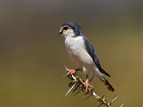 African Pygmy-falcon Bird Facts (Polihierax semitorquatus) | Birdfact