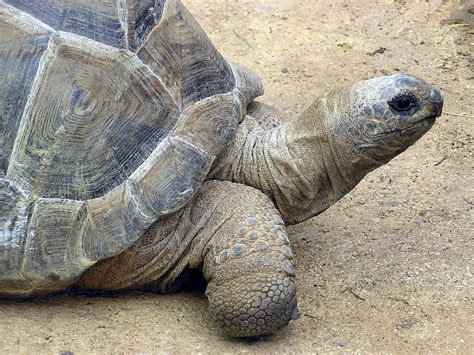 File:Aldabra.giant.tortoise.arp.jpg