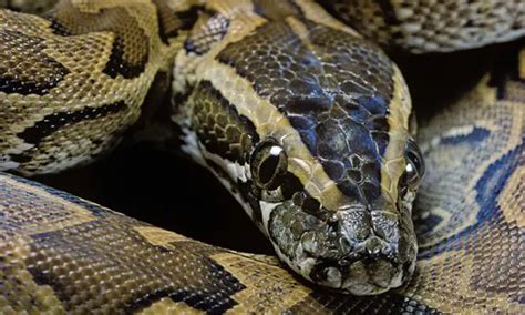 African Rock Python Facts | Anatomy, Diet, Habitat, Behavior - Animals Time