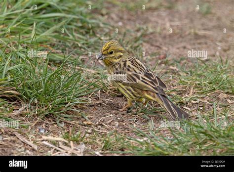 Female Yellowhammer (Emberiza citrinella) collecting nesting material ...