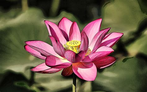 Pink Lotus Blossom in Pond Painting by Elaine Plesser | Fine Art America