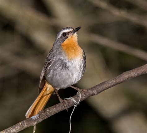 Birding Cape Town - 10,000 Birds