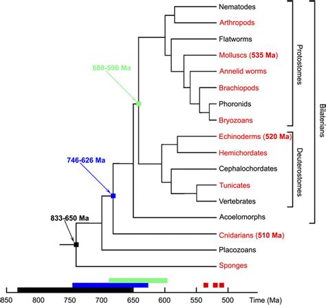 A simplified phylogenetic tree of animals showing the distribution of ...