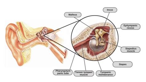 TMJ Tinnitus: Is Your “Bad Bite” the Cause of Your Ear Ringing and Pain?