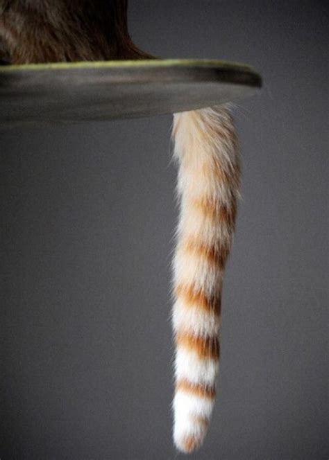 Top 10 Perfectly Timed Pictures of Funny Cats Tails