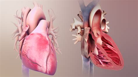 Medical Animations For Heart’s Structure and Related Conditions